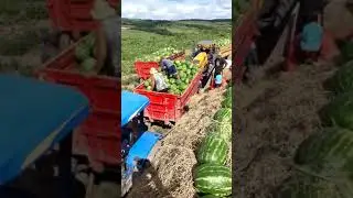 Погрузка арбуза в Бразилии