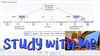 1 Hour Study With Me (no music) - Medical School Edition (anki reviews)