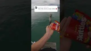 Give The Shark A Single Skittle