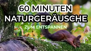 60 Minuten ruhige Naturgeräusche und Vogelgesang zum entspannen