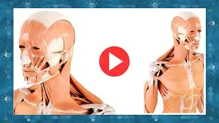 Functional Anatomy & Biomechanics as it SHOULD BE!