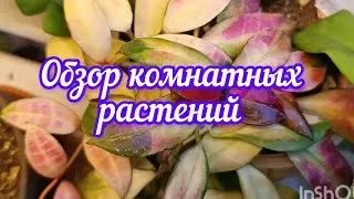 комнатные растения в октябре