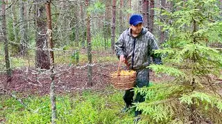 ГРИБЫ ПОШЛИ после ДОЖДЕЙ! Лисички полянами! Грибы