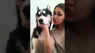 Женщина должна быть на все 100! Хаски советует) совет от фитнес-тренера)))