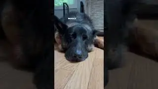 247th  Marine Corps Birthday MESSAGE From Adorable German Shepherd 🥰🎂 