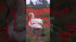 High auf Mohn 🌸