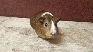 Новый питомец 🐹 с сюрпризом 🐹🐹🐹