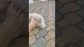 Саженцы голубики