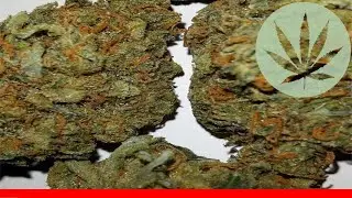 Master Kush - All About This Strain