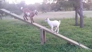 Trevor and Hoshi on the teeter-totter