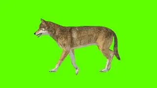 Green Screen Background Correcter In Dog #walking Left Side #animation #video  #youtube #greenscreen