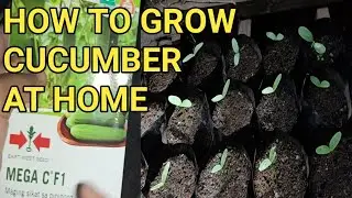 HOW TO GROW CUCUMBER | MEGA C F1 BY EAST WEST SEEDS