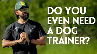 Should You Invest In A Dog Trainer?