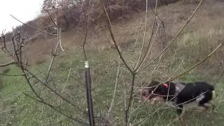 Охота в Крыму на вальдшнепа 2015 г.ЮБК.