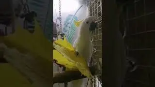 какаду Катя