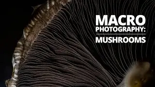 Mushroom macro photography tutorial