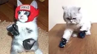 Boxing Cats - Cute & Funny Cat Videos Compilation