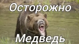 Осторожно Медведь!!!
