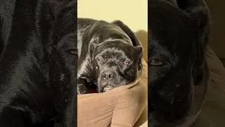 СКОРО ЩЕНКИ БРОНЬ 89858905267 