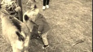 Little kid headbutts goat