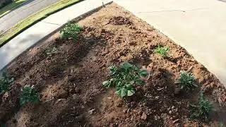 A Short Tour of My Garden for 2022 - Filmed with GoPro Hero 10 4K video