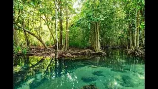 Los manglares, un ecosistema importante para el planeta