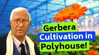 Gerbera cultivation in polyhouse in Bihar, Madhubani