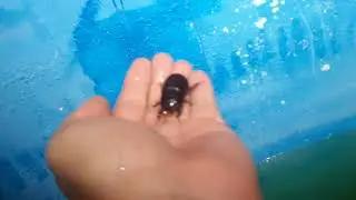 Зеленая вода в бассейне. Спасаю жука.