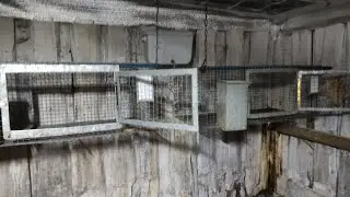 01. Вот и я завязываю с КРОЛИКОВОДСТВОМ