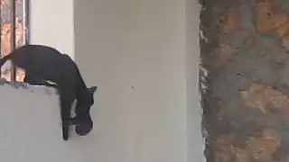Yavrusu Ağzında Olan Kedi Bir Metre Yükseklikten Atladı / Cat Difficult Situation