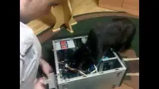 Кот и компьютер