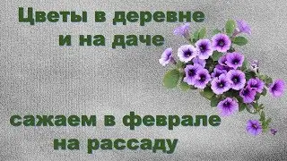 Какие цветы посадить в феврале на рассаду