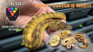 The Sun Sets On Hissy Fit Reptiles (SPECIAL GUEST: Garrick DeMeyer from Royal Constrictor Designs)