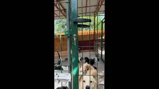 Лана Помощь Бездомным животным Подорожники ))