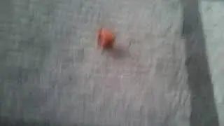 Minişlerimi tanıtım videosu