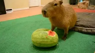 Capybara vs watermelon with Linkin Park background music
