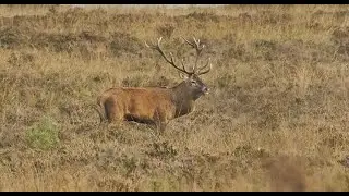 Hertenbronst 2023, Veluwe