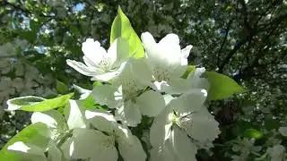 р.м.Цветение в мае 720