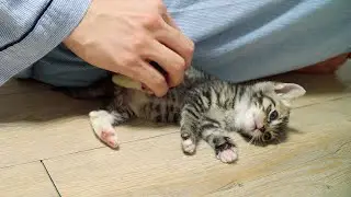 The kitten gets warm by the very warm floor