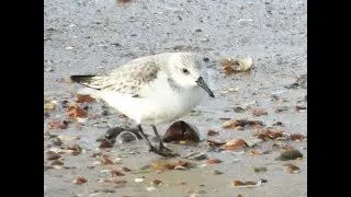 Drieteenstrandlopertjes bij de Brouwersdam