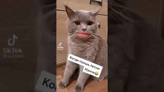 Кот говорящий рот. Когда поешь песни Нэнси.