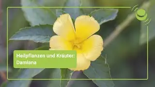 Damiana – Everything you should know about its effects.