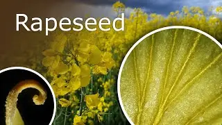 Rapeseed Under a Microscope: Petal, Stamen and Pistil
