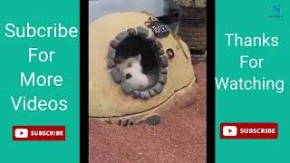 Are You a Hamster Lover? You Must Watch This!!