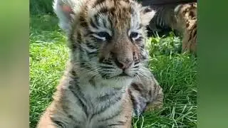 Cute small tigers cubs in garden 🐯 | #tiger #animals #tigerlovers