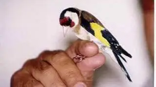 Chant de chardonneret parva , Goldfinch (the best) part(1)