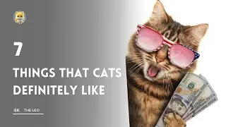7 things that cat love the most : The ultimate cat lovers guide