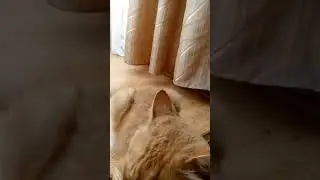 Милашка😘💓 Музыка Автора @simb