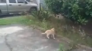 Довыежывался!!