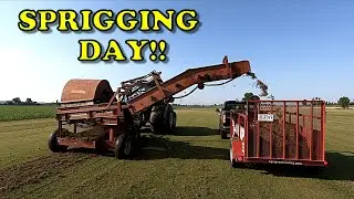 Sprigging my Lawn with Bermuda | How to Sprig a Lawn